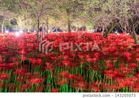 金查庫達萬壽菊公園的燈光照耀下的彼岸花營造出夢幻般的氛圍。 金查庫達萬壽菊公園的燈光照耀下的彼岸花營造出夢幻般的氛圍。 143205073