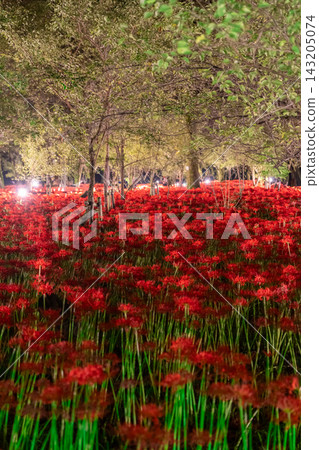 金查庫達萬壽菊公園的燈光照耀下的彼岸花營造出夢幻般的氛圍。 143205074
