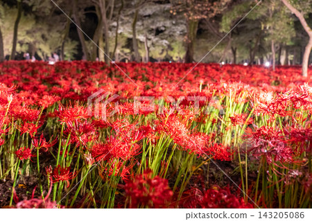 金查庫達萬壽菊公園的燈光照耀下的彼岸花營造出夢幻般的氛圍。 143205086