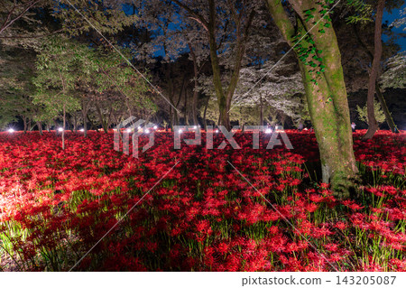 金查庫達萬壽菊公園的燈光照耀下的彼岸花營造出夢幻般的氛圍。 金查庫達萬壽菊公園的燈光照耀下的彼岸花營造出夢幻般的氛圍。 143205087