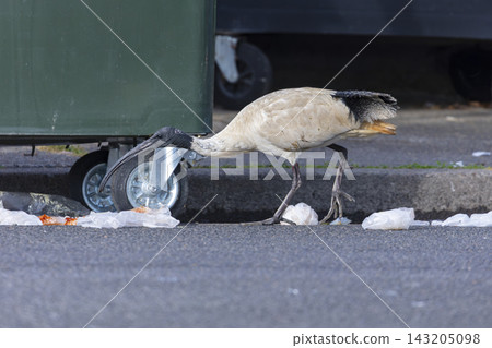 An Australian White Ibis bird foraging for food in Penrith 143205098