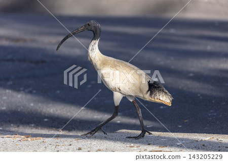 An Australian White Ibis bird walking on a footpath in Penrith An Australian White Ibis bird walking on a footpath in Penrith 143205229