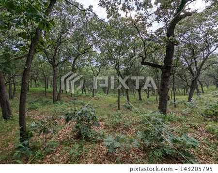 Lush Greenery and Scenic Landscape at Indiana Dunes National Park Lush Greenery and Scenic Landscape at Indiana Dunes National Park 143205795