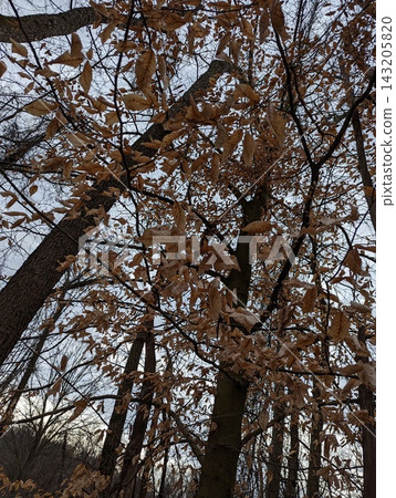 Winter Forest in Pennsylvania with Bare Trees and Brown Leaves Against Blue Sky Winter Forest in Pennsylvania with Bare Trees and Brown Leaves Against Blue Sky 143205820