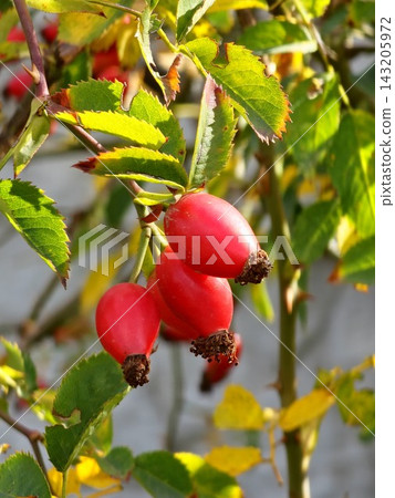 Three Bright Red Rose Hips on an Autumn Branch, Rosa sp. 143205972