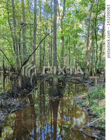 Swamp Landscape in Congaree National Park with Tall Trees and Reflective Water. Swamp Landscape in Congaree National Park with Tall Trees and Reflective Water. 143206063