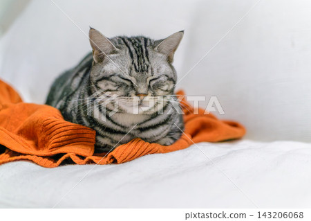 A cat that loves to sleep on its owner's clothes. 143206068