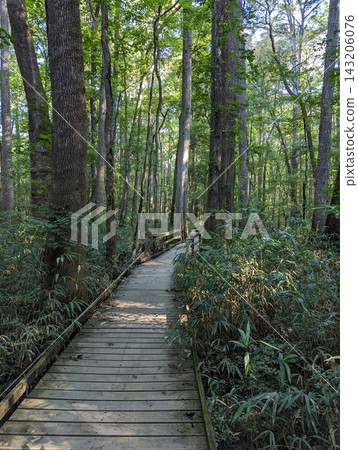 Boardwalk trail through lush forest in Congaree National Park, South Carolina. Boardwalk trail through lush forest in Congaree National Park, South Carolina. 143206076