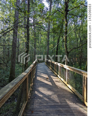 Boardwalk trail through lush forest in Congaree National Park, South Carolina. Boardwalk trail through lush forest in Congaree National Park, South Carolina. 143206083