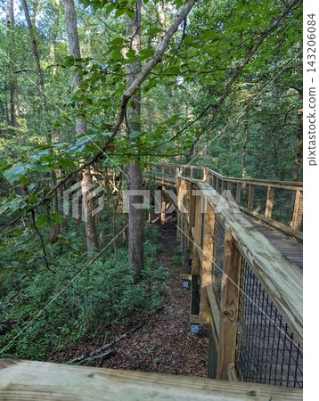 Boardwalk trail through lush forest in Congaree National Park, South Carolina. Boardwalk trail through lush forest in Congaree National Park, South Carolina. 143206084