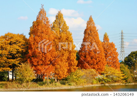 秋日里,水杉樹的葉子倒映在水中(大泉綠園) 秋日里,水杉樹的葉子倒映在水中(大泉綠園) 143206149
