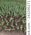 Beautiful Garden with Rows of Vibrant Red Tulips and Greenery in a Park Setting. 143206271