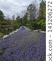 Pathway of Blooming Grape Hyacinths Surrounded by White Flowers in Scenic Garden 143206272