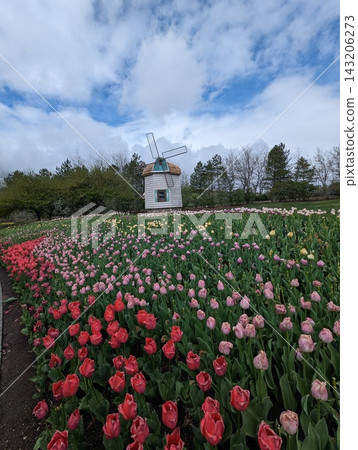Scenic Windmill Surrounded by a Vibrant Field of Blooming Tulips on a Spring Day Scenic Windmill Surrounded by a Vibrant Field of Blooming Tulips on a Spring Day 143206273