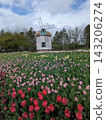 Scenic Windmill Surrounded by a Vibrant Field of Blooming Tulips on a Spring Day 143206274
