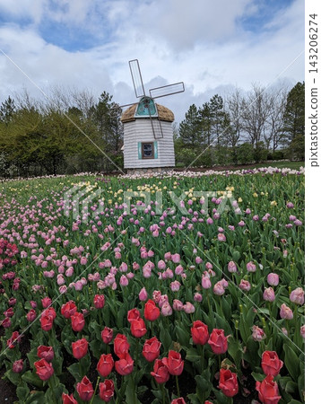 Scenic Windmill Surrounded by a Vibrant Field of Blooming Tulips on a Spring Day Scenic Windmill Surrounded by a Vibrant Field of Blooming Tulips on a Spring Day 143206274