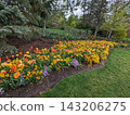 Vibrant Spring Garden with Colorful Tulips and Yellow Flowers in Bloom. 143206275
