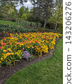 Vibrant Spring Garden with Colorful Tulips and Yellow Flowers in Bloom. 143206276