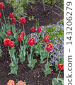 Vibrant Red and Yellow Tulips by a Tranquil Pond in a Lush Spring Garden 143206279