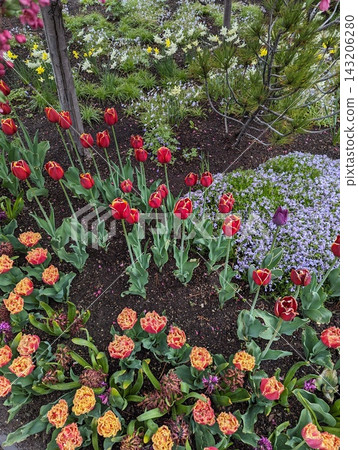 Scenic Garden Pathway Lined with Vibrant Tulips and Blossoming Trees in Spring. Scenic Garden Pathway Lined with Vibrant Tulips and Blossoming Trees in Spring. 143206280