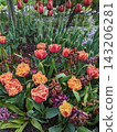 Vibrant Fringed Tulips and Withering Blooms in a Lush Spring Garden Display 143206281