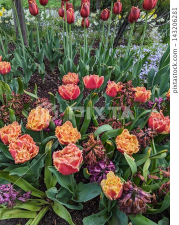 Vibrant Fringed Tulips and Withering Blooms in a Lush Spring Garden Display Vibrant Fringed Tulips and Withering Blooms in a Lush Spring Garden Display 143206281