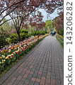 Scenic Pathway Lined with Vibrant Tulips in a Tranquil Spring Garden 143206282