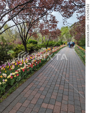 Scenic Pathway Lined with Vibrant Tulips in a Tranquil Spring Garden Scenic Pathway Lined with Vibrant Tulips in a Tranquil Spring Garden 143206282