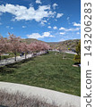 People enjoying a spring day in a park with cherry blossoms, Utah 143206283