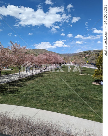 People enjoying a spring day in a park with cherry blossoms, Utah People enjoying a spring day in a park with cherry blossoms, Utah 143206283