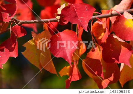 Autumn leaves Autumn leaves 143206328