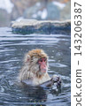 Snow Monkeys ~ Jigokudani Monkey Park ~ (Yamanouchi Town, Nagano Prefecture) 143206387