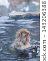 Snow Monkeys ~ Jigokudani Monkey Park ~ (Yamanouchi Town, Nagano Prefecture) 143206388