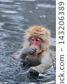 Snow Monkeys ~ Jigokudani Monkey Park ~ (Yamanouchi Town, Nagano Prefecture) 143206389