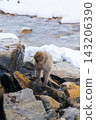 Snow Monkeys ~ Jigokudani Monkey Park ~ (Yamanouchi Town, Nagano Prefecture) 143206390