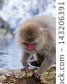 Snow Monkeys ~ Jigokudani Monkey Park ~ (Yamanouchi Town, Nagano Prefecture) 143206391