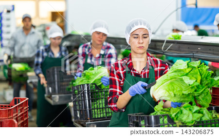 Woman sorting fresh lettuce in vegetable factory Woman sorting fresh lettuce in vegetable factory 143206875