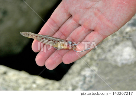 Small gobies are used as bait for bottom fishing targeting high-value fish such as flounder. Small gobies are used as bait for bottom fishing targeting high-value fish such as flounder. 143207217