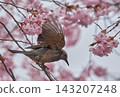 Beautiful cherry blossoms and a soaring bulbul 143207248