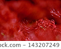 Vibrant red spider lilies with a blurred background 143207249