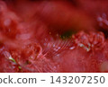 Vibrant red spider lilies with a blurred background 143207250