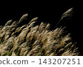 Pampas grass plumes shining in the late autumn sunlight 143207251