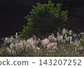 Pampas grass plumes shining in the late autumn sunlight 143207252