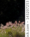 Pampas grass plumes shining in the late autumn sunlight 143207253