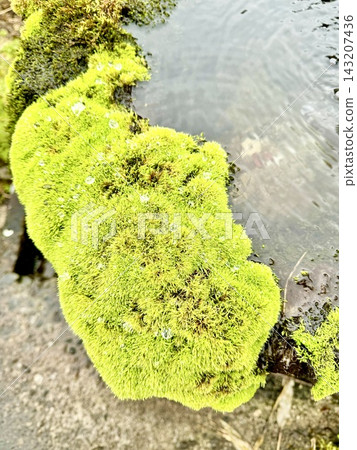 照片:水邊長著水滴的苔蘚 照片:水邊長著水滴的苔蘚 143207436
