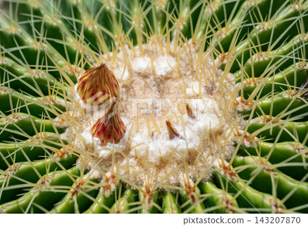 Small flowers growing on a top part of Golden barrel cactus (Echinocactus grusonii). Golden barrel cactus is popular for ornamental plant in contemporary garden designs. Small flowers growing on a top part of Golden barrel cactus (Echinocactus grusonii). Golden barrel cactus is popular for ornamental plant in contemporary garden designs. 143207870