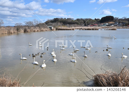 Swans at Izunuma Marsh, northern Miyagi Prefecture. Swans at Izunuma Marsh, northern Miyagi Prefecture. 143208146