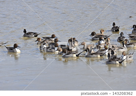 Swans at Izunuma Marsh, northern Miyagi Prefecture. Swans at Izunuma Marsh, northern Miyagi Prefecture. 143208362