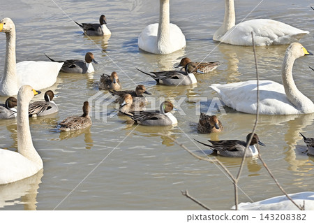 Swans at Izunuma Marsh, northern Miyagi Prefecture. 143208382