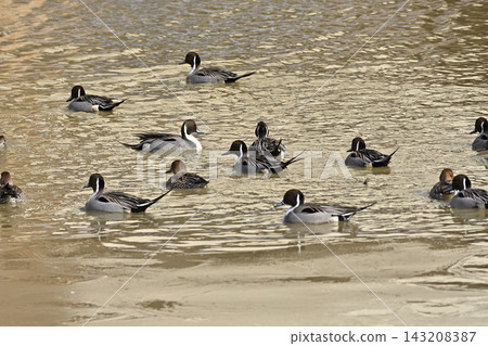 Swans at Izunuma Marsh, northern Miyagi Prefecture. Swans at Izunuma Marsh, northern Miyagi Prefecture. 143208387
